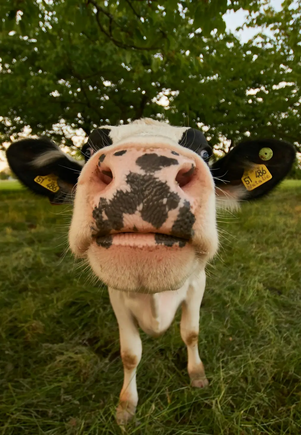 Healthy dairy cow close-up