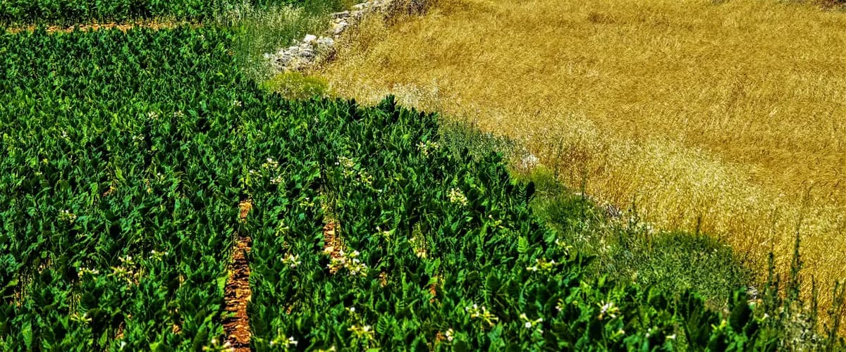 Green crops beside golden wheat field