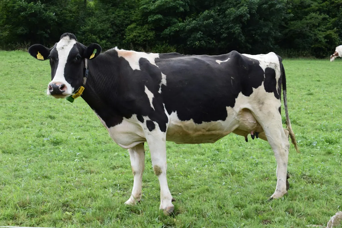 Dairy cow standing in green pasture