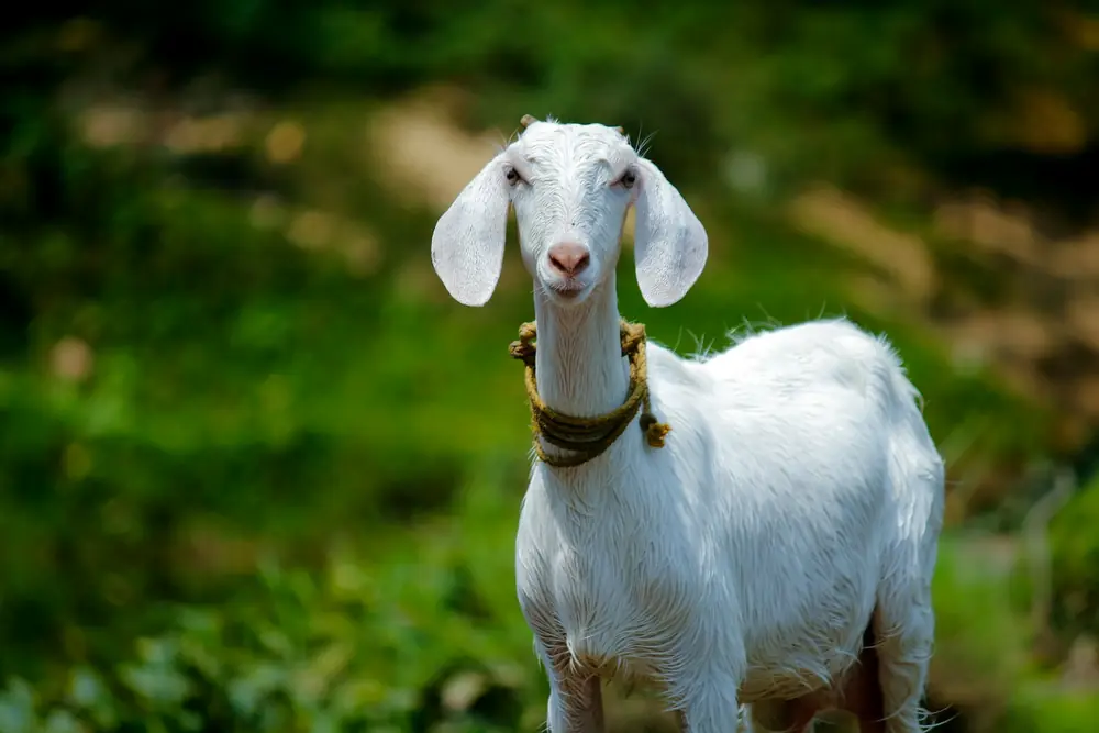 White goat in green pasture