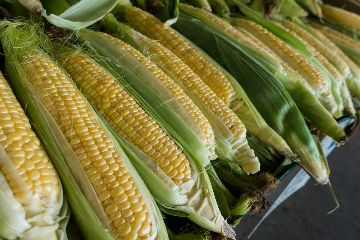 Freshly harvested maize cobs