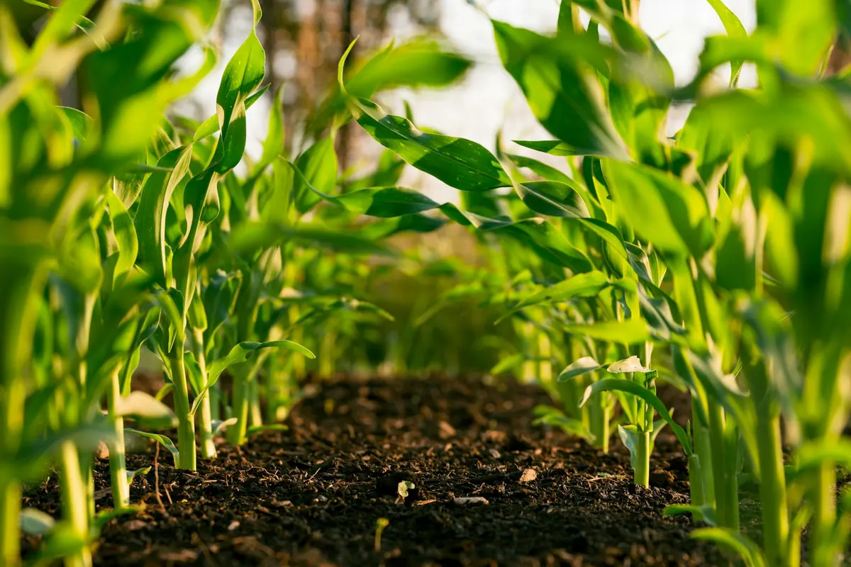Young maize crop rows in rich soil