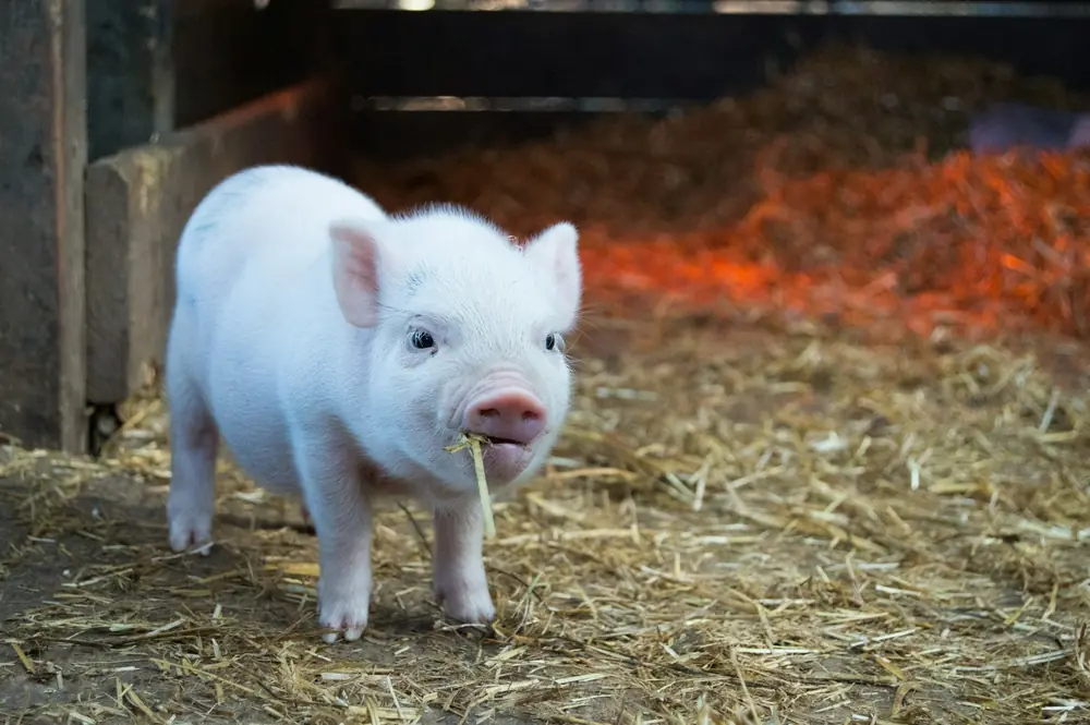 Young piglet in straw bedding
